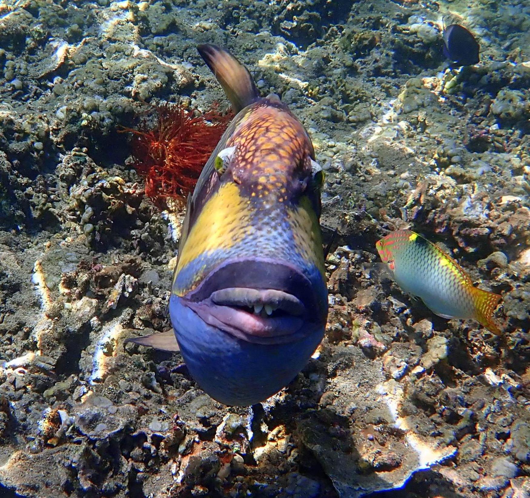 Отель United Colors Of Lembongan Экстерьер фото